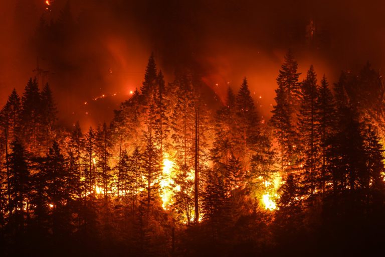 Forest Fire