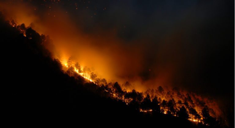 Forest Fire
