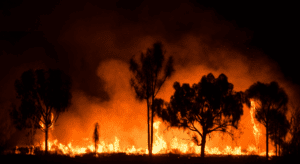 Australia Bushfire